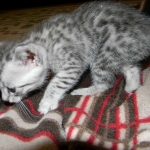 Isis Egyptian Mau silver female DOB 4-5-13