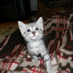 Isis Egyptian Mau silver female DOB 4-5-13