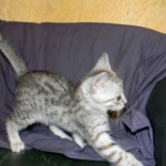 Isis Egyptian Mau silver female DOB 4-5-13