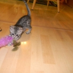 Isis Egyptian Mau silver female DOB 4-5-13