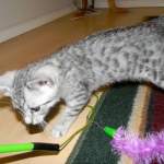 Isis Egyptian Mau silver female DOB 4-5-13