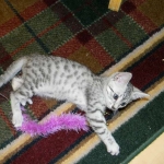 Isis Egyptian Mau silver female DOB 4-5-13