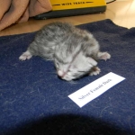 Isis Egyptian Mau silver female DOB 4-5-13
