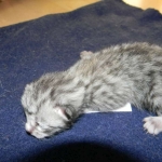 Isis Egyptian Mau silver female DOB 4-5-13