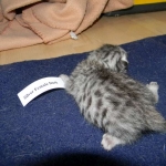 Isis Egyptian Mau silver female DOB 4-5-13