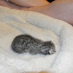 Isis Egyptian Mau silver female DOB 4-5-13