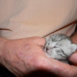 Isis Egyptian Mau silver female DOB 4-5-13