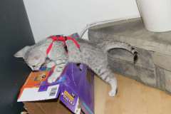 Cleo Egyptian Mau Silver Female  DOB 4-5-13