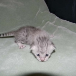 Cleo Egyptian Mau Silver female DOB 4-5-13