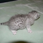 Cleo Egyptian Mau Silver female DOB 4-5-13