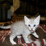 Cleo Egyptian Mau Silver female DOB 4-5-13