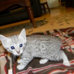 Cleo Egyptian Mau Silver female DOB 4-5-13
