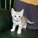 Cleo Egyptian Mau Silver female DOB 4-5-13