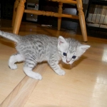 Cleo Egyptian Mau Silver female DOB 4-5-13