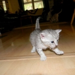 Cleo Egyptian Mau Silver female DOB 4-5-13