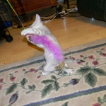 Cleo Egyptian Mau Silver female DOB 4-5-13