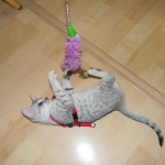 Cleo Egyptian Mau Silver female DOB 4-5-13