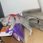 Cleo Egyptian Mau Silver female DOB 4-5-13