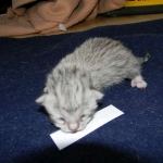 Cleo Egyptian Mau Silver female DOB 4-5-13