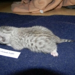 Cleo Egyptian Mau Silver female DOB 4-5-13