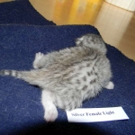 Cleo Egyptian Mau Silver female DOB 4-5-13