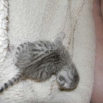 Cleo Egyptian Mau Silver female DOB 4-5-13