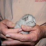 Cleo Egyptian Mau Silver female DOB 4-5-13