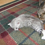 Cleo Egyptian Mau Silver female DOB 4-5-13