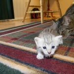 Cleo Egyptian Mau Silver female DOB 4-5-13