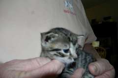 Tut Egyptian Mau Bronze Male Dark  DOB 3-23-13