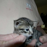 Tut Bronze Egyptian Mau Male DOB 3-23-14