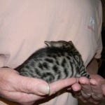 Tut Bronze Egyptian Mau Male DOB 3-23-15