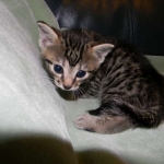 Tut Bronze Egyptian Mau Male DOB 3-23-13