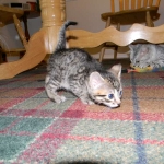 Tut Bronze Egyptian Mau Male DOB 3-23-13