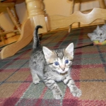 Tut Bronze Egyptian Mau Male DOB 3-23-13