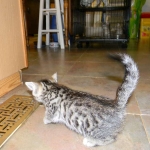 Tut Bronze Egyptian Mau Male DOB 3-23-13