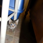 Tut Bronze Egyptian Mau Male DOB 3-23-13