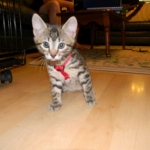 Tut Bronze Egyptian Mau Male DOB 3-23-13