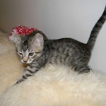 Tut Bronze Egyptian Mau Male DOB 3-23-13