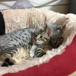 Tut Bronze Egyptian Mau Male DOB 3-23-13