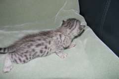 Mazoe Egyptian Mau Silver Male  DOB 4-5-13