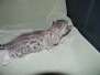 Mazoe Egyptian Mau Silver Male  DOB 4-5-13