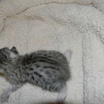 Mazoe Silver Egyptian Mau Male DOB 4-5-13