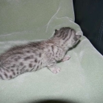 Mazoe Silver Egyptian Mau Male DOB 4-5-13