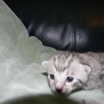 Mazoe Silver Egyptian Mau Male DOB 4-5-13