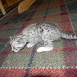 Mazoe Silver Egyptian Mau Male DOB 4-5-13