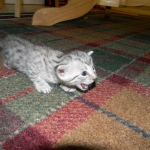 Mazoe Silver Egyptian Mau Male DOB 4-5-13
