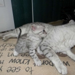 Mazoe Silver Egyptian Mau Male DOB 4-5-13