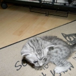 Mazoe Silver Egyptian Mau Male DOB 4-5-13
