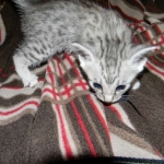 Mazoe Silver Egyptian Mau Male DOB 4-5-13